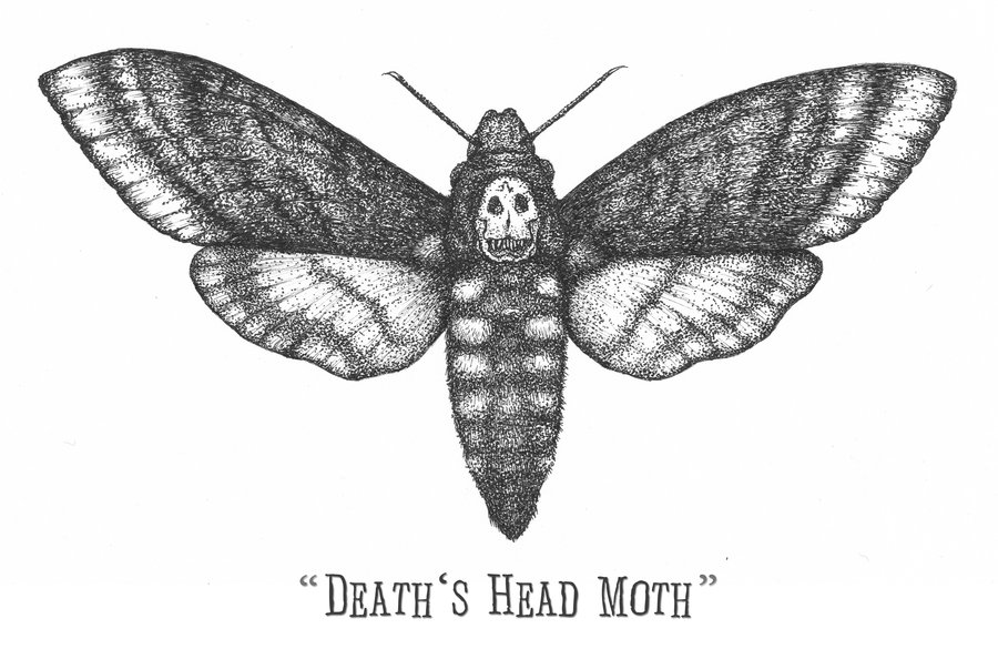 Death Moth Drawing Realistic