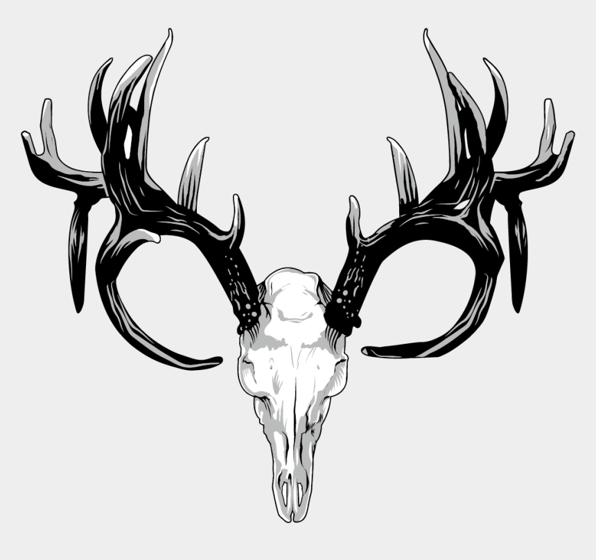 Deer Antler Drawing Amazing