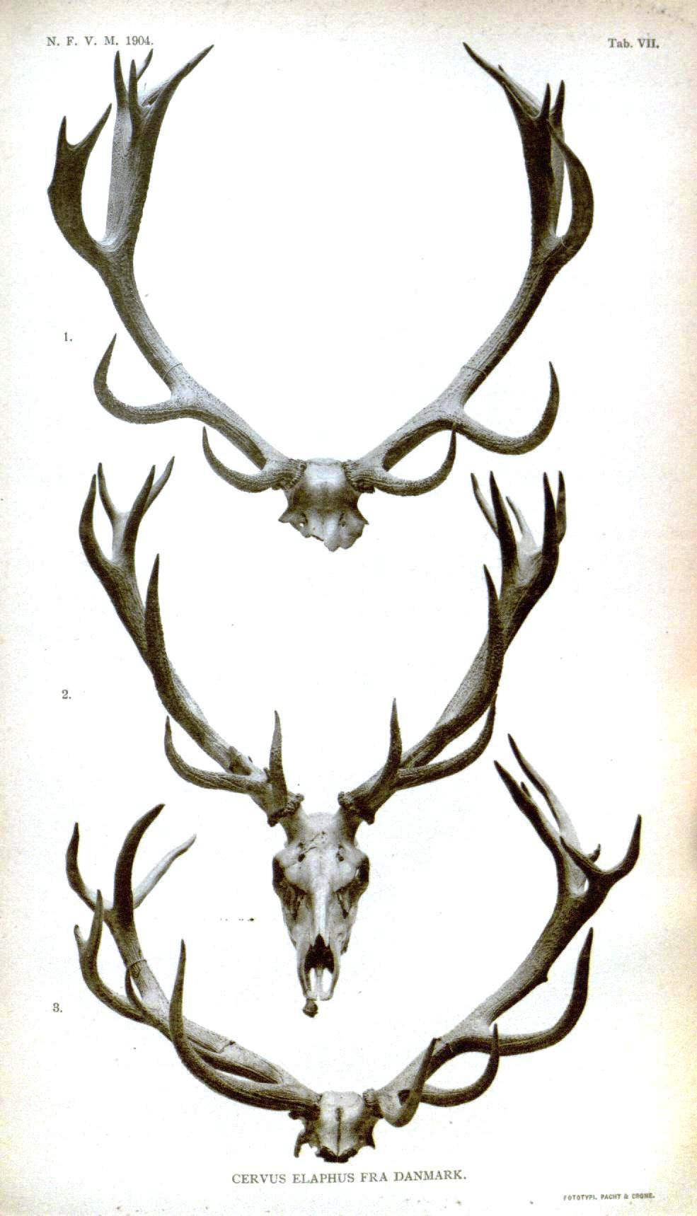 Deer Antler Drawing Art