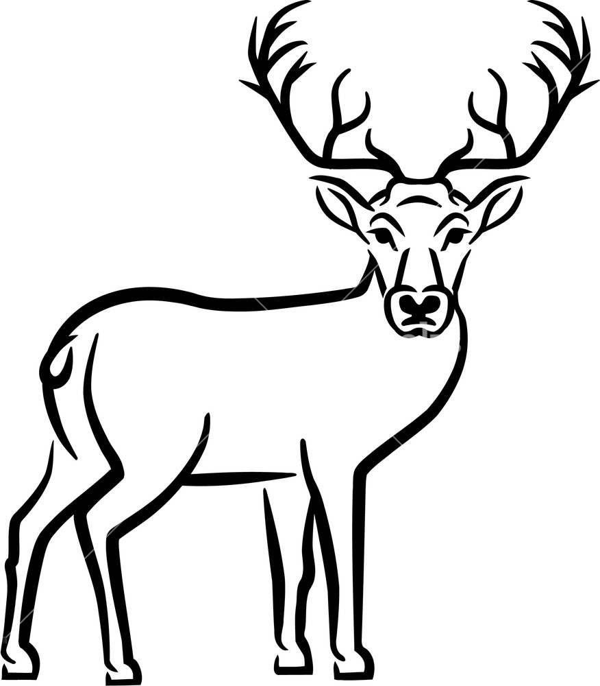 Deer Antler Drawing Images