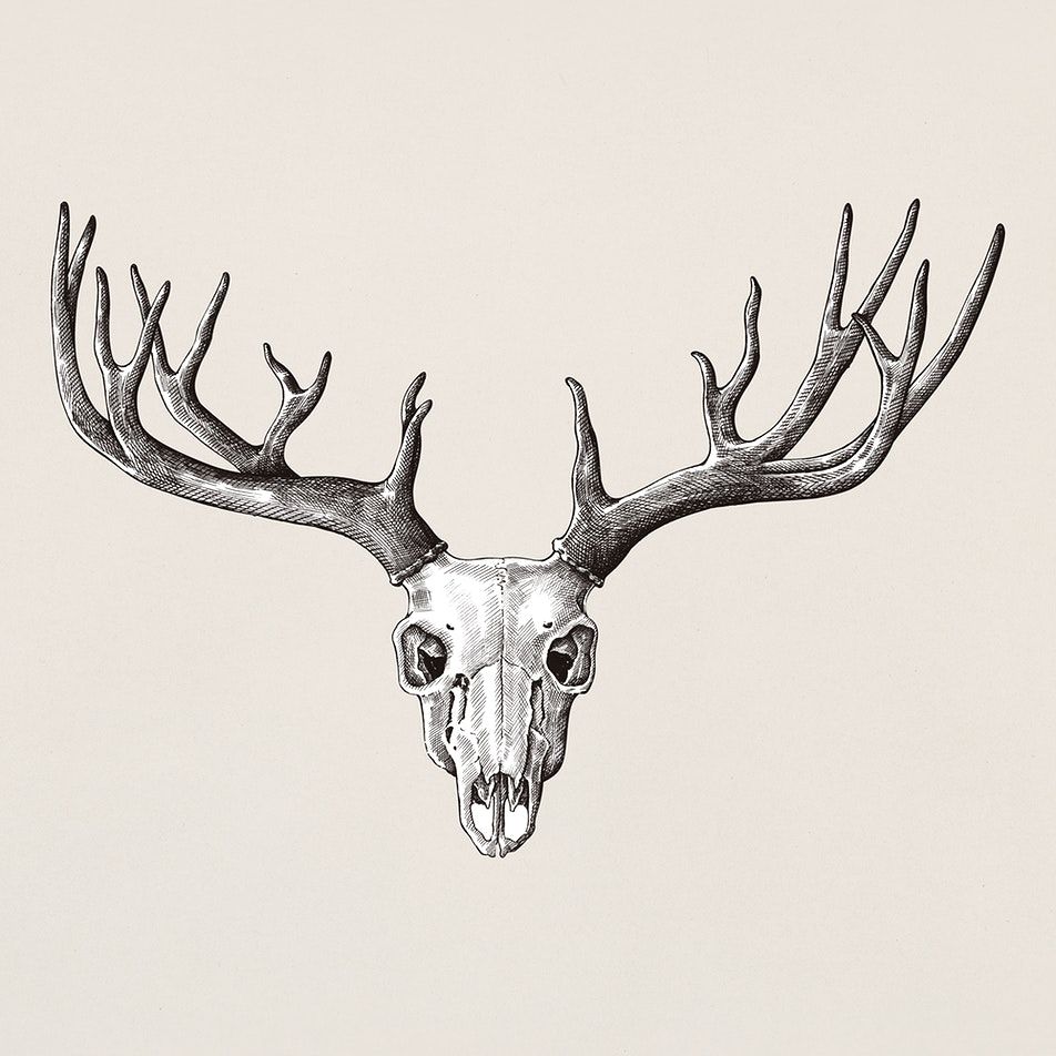 Deer Antler Drawing Pic