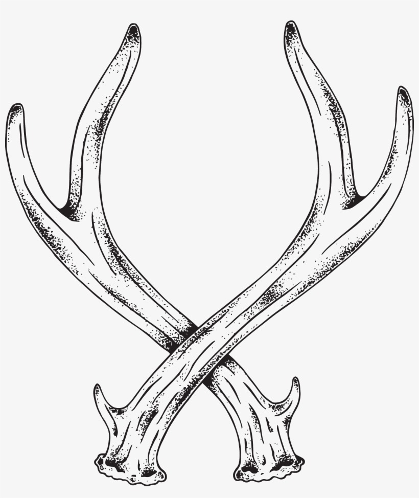 Deer Antler Drawing Sketch