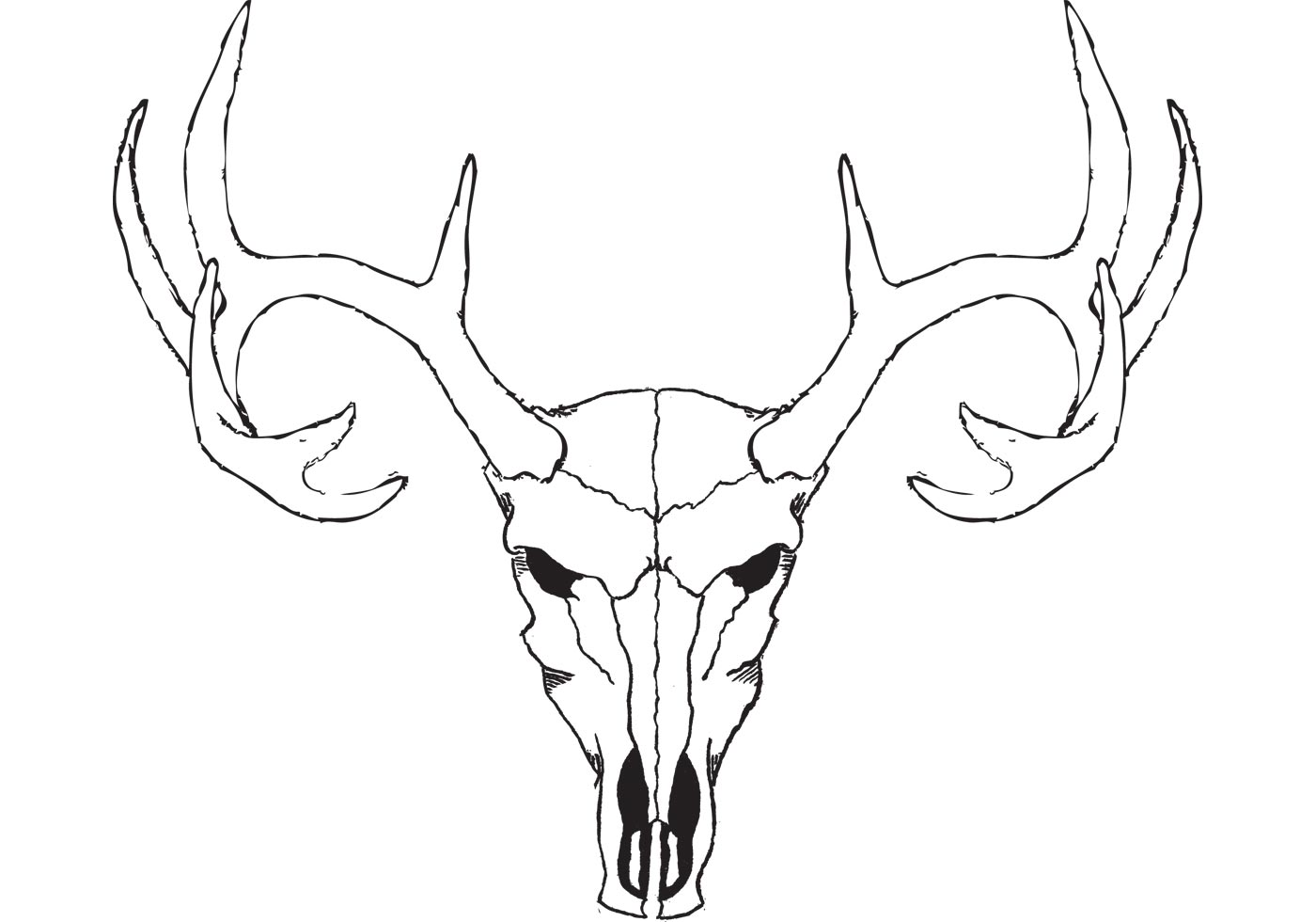 Deer Skull Best Drawing