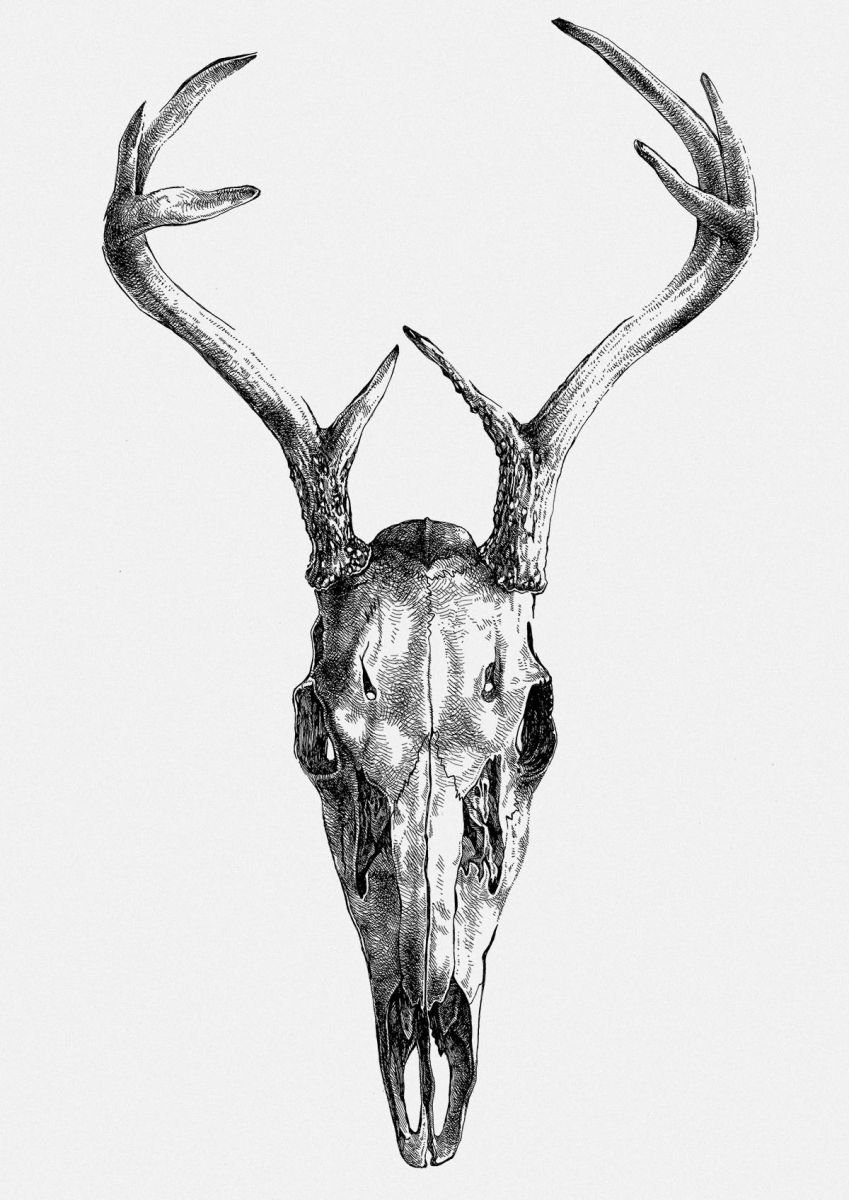 Deer Skull Drawing Amazing