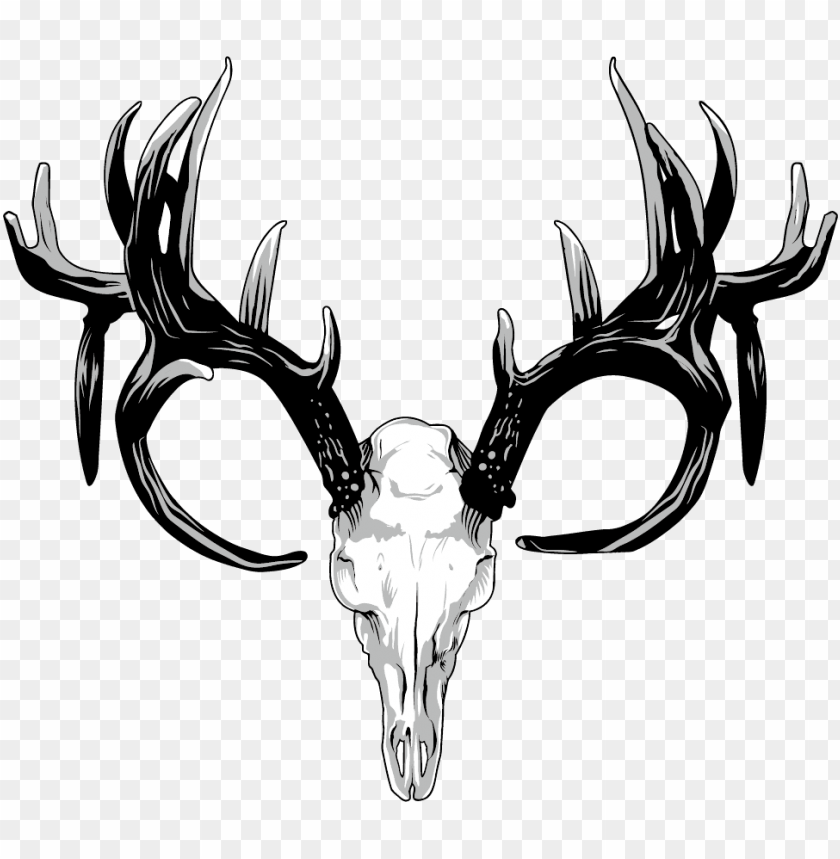 Deer Skull Drawing Beautiful Image