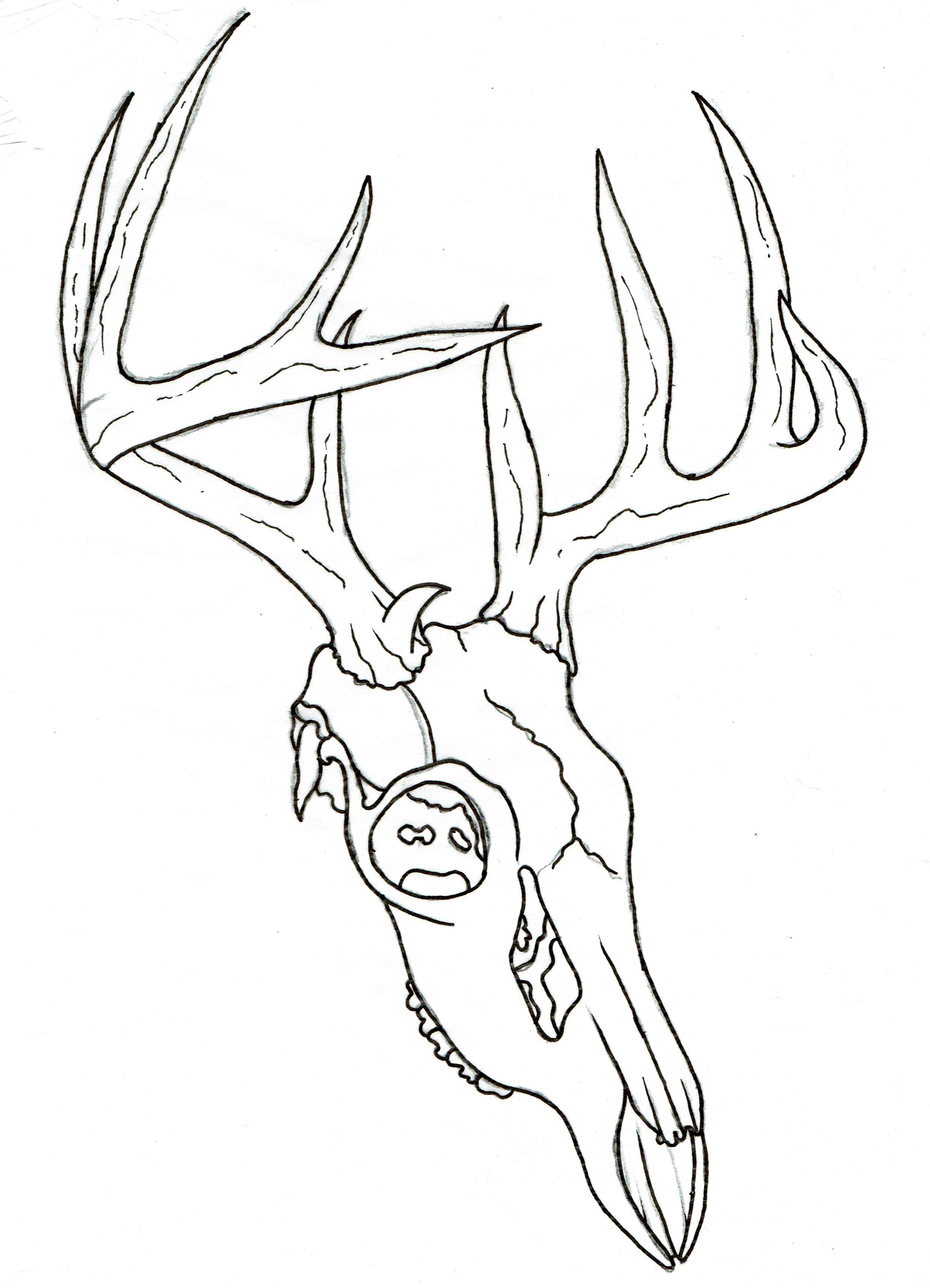 Deer Skull Drawing Creative Art