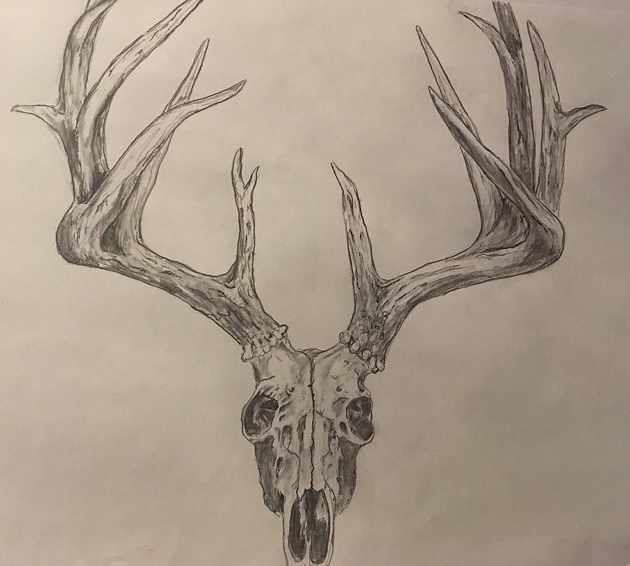 Deer Skull Drawing Photos