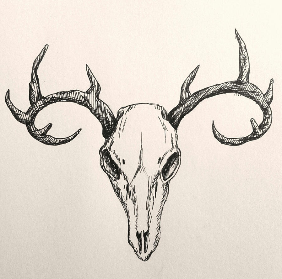 Deer Skull Drawing Pic