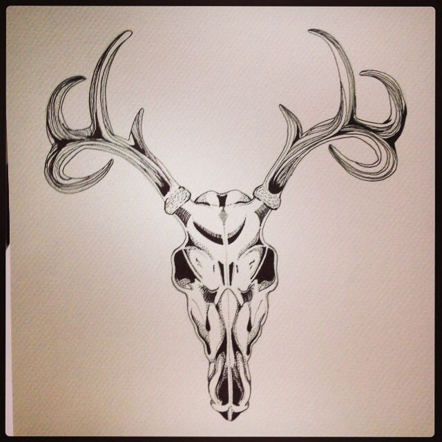 Deer Skull Drawing Pics