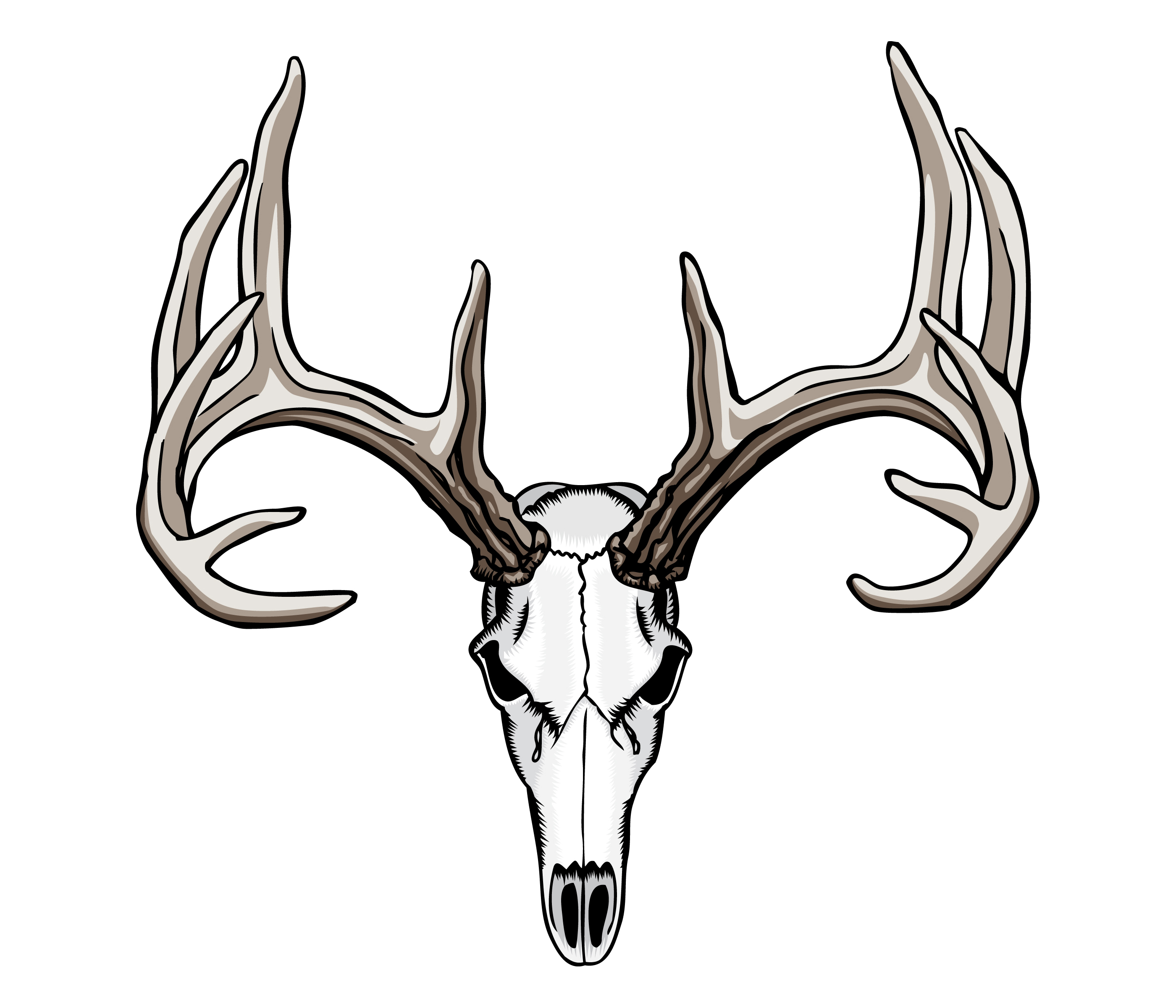 Deer Skull Drawing Picture