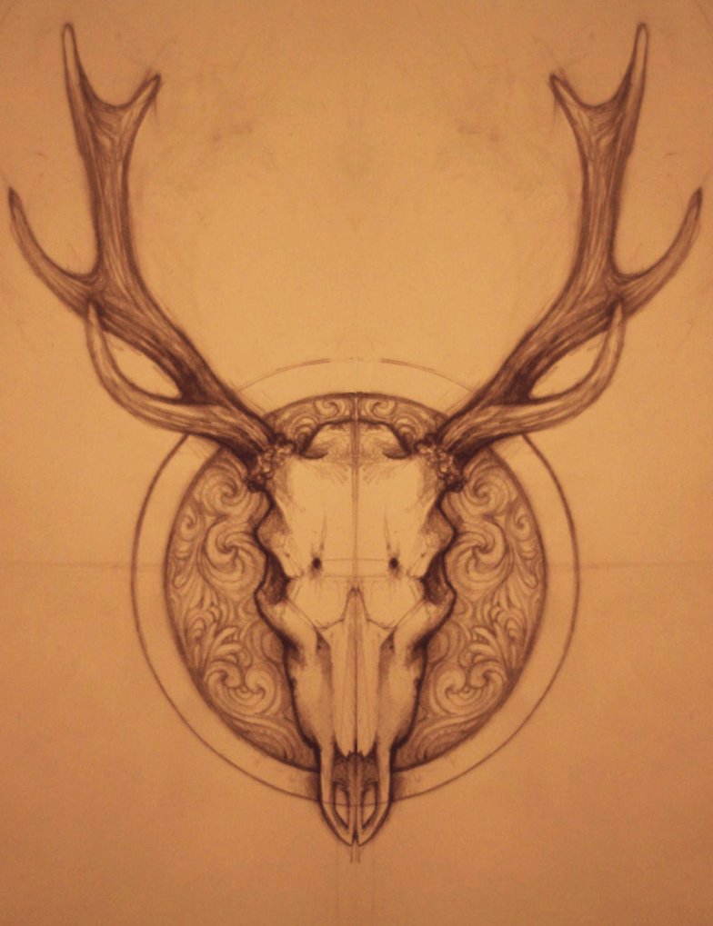 Deer Skull Drawing Realistic