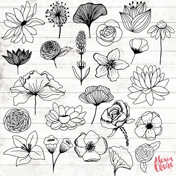 Different Flower Drawing Beautiful Art