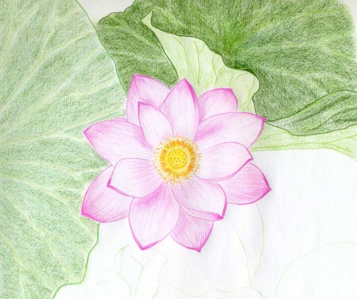 Different Flower Drawing Images
