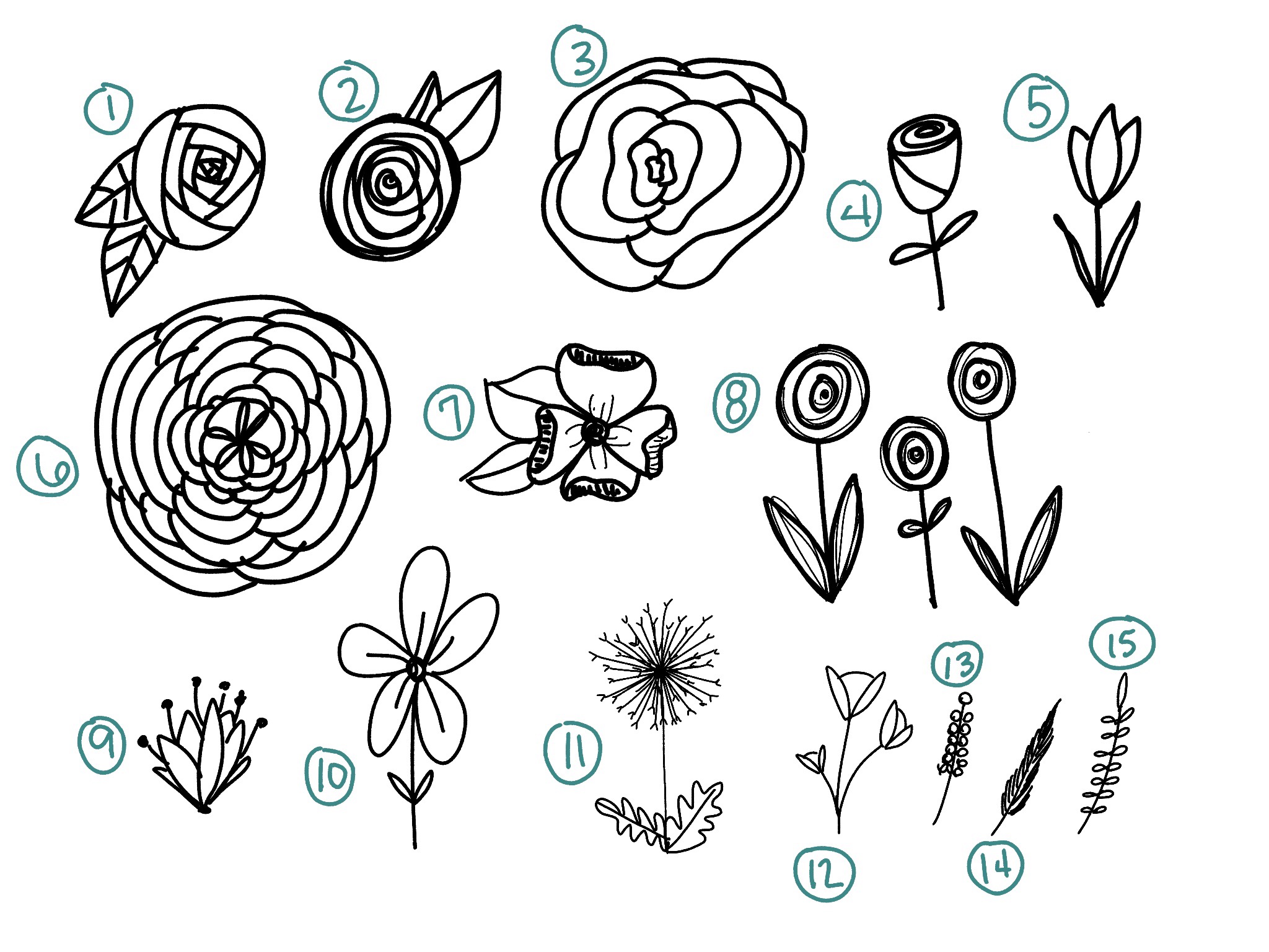 Different Flower Drawing Picture