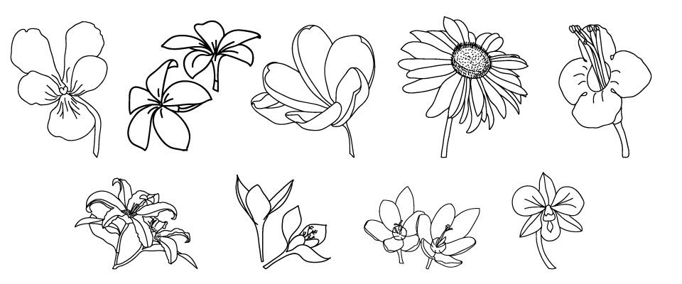 Different Flower Drawing Realistic