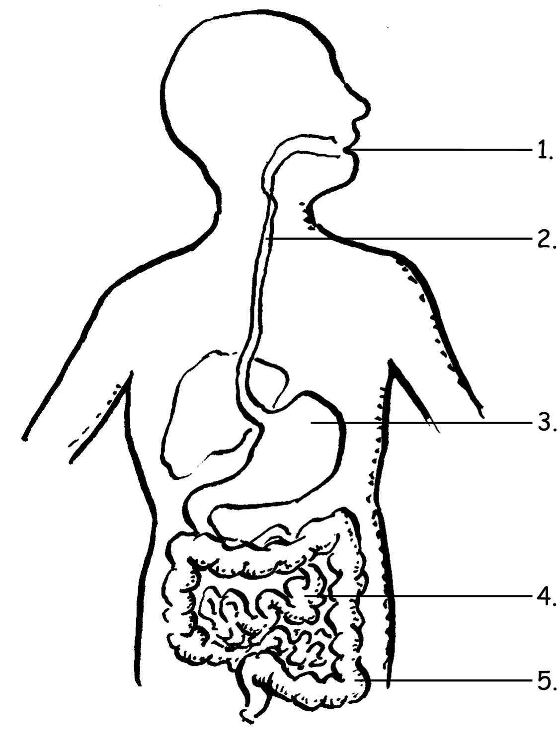 Drawing of the GI tract - Media Asset - NIDDK