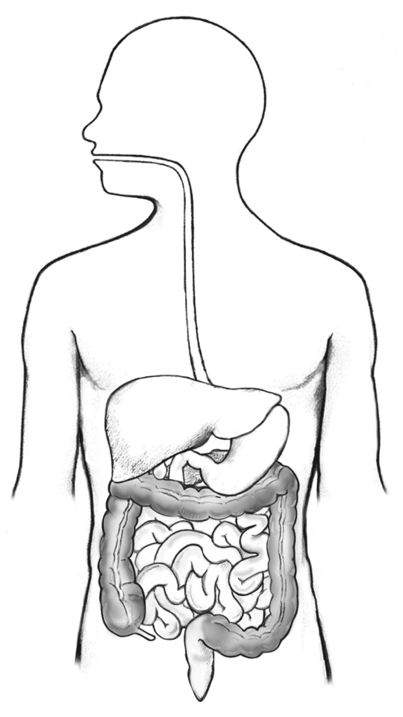 Digestive System Drawing Art