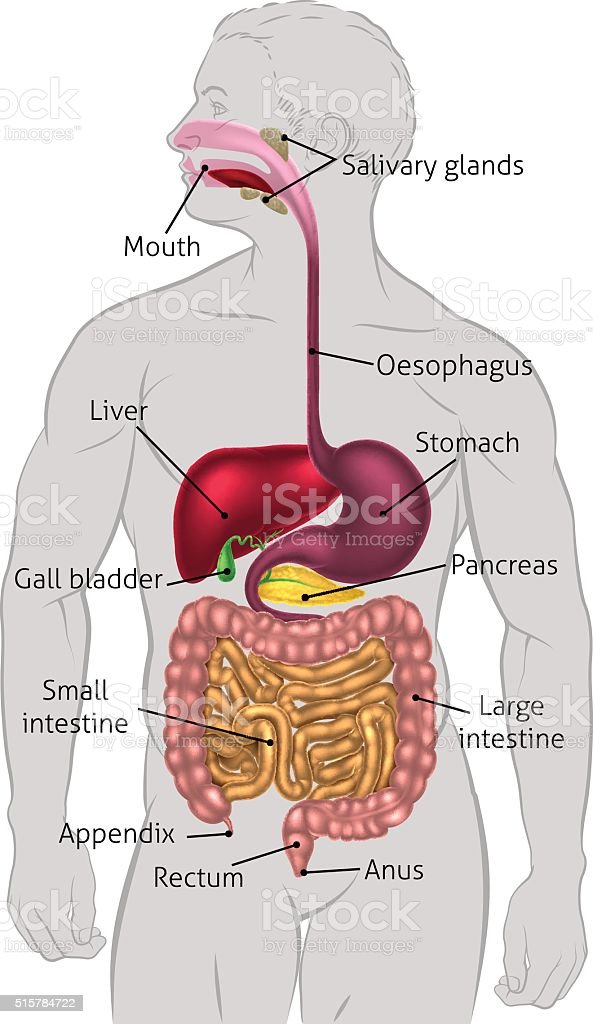 Digestive System Drawing Beautiful Art