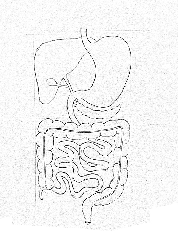 How ot draw Human digestive system