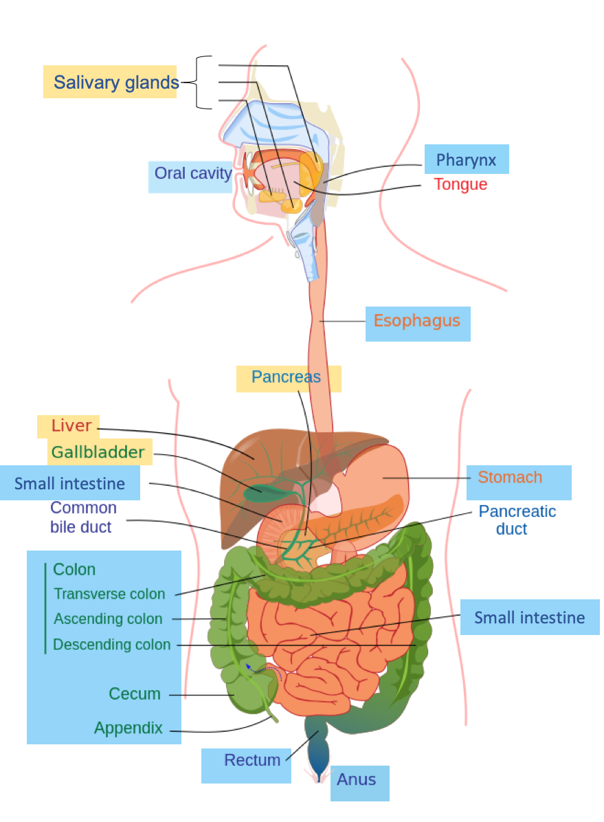Digestive System Drawing Image