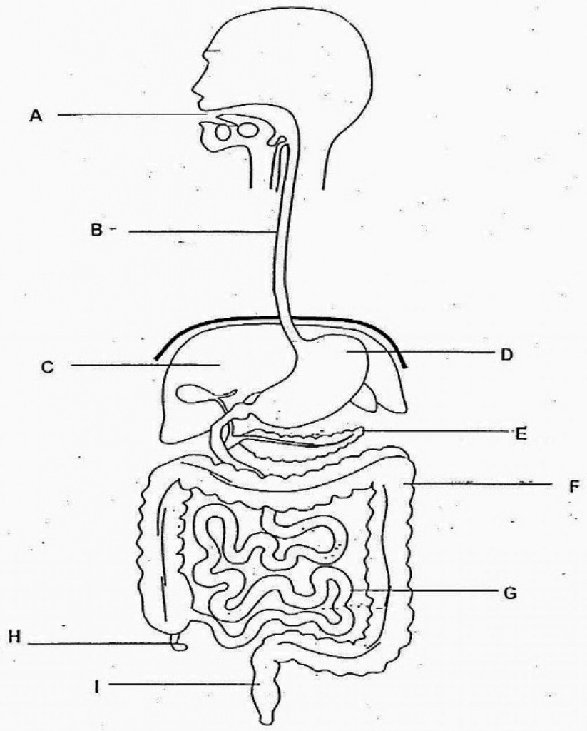 Digestive System Drawing Images