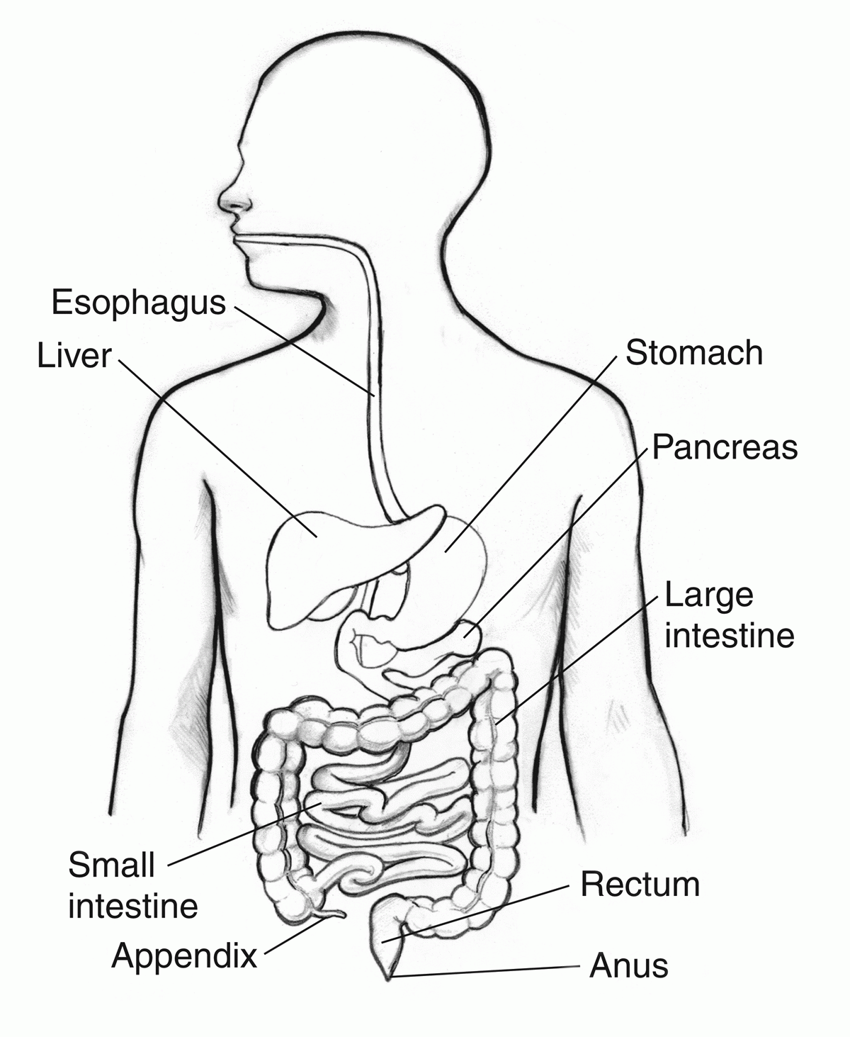Digestive System Drawing Pics