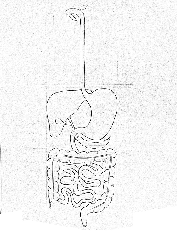 Digestive System Drawing Picture