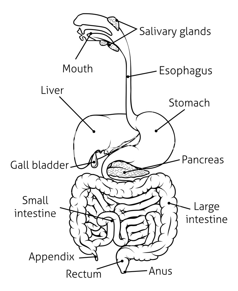 Digestive System Drawing Pictures