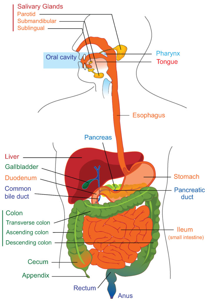 Digestive System Drawing Realistic