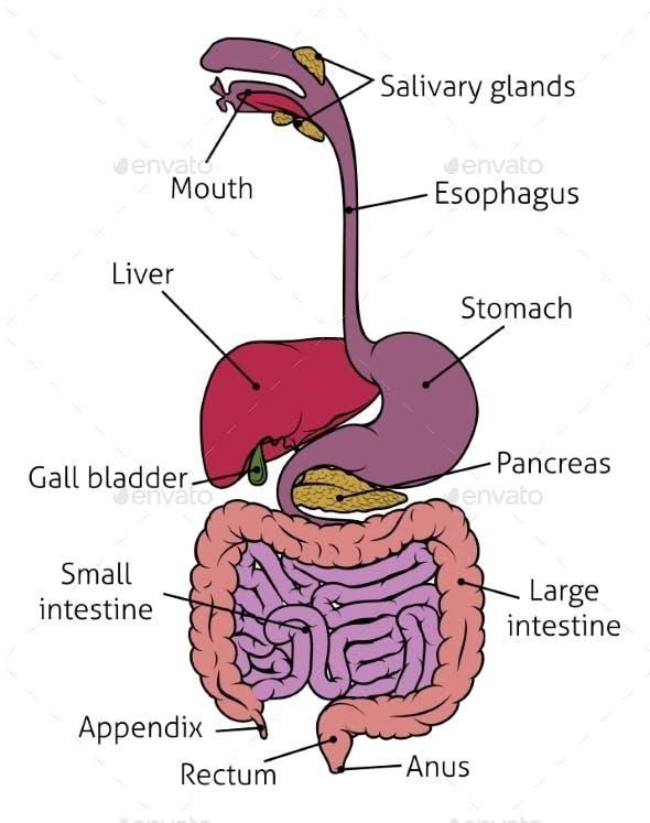Digestive System Drawing Sketch