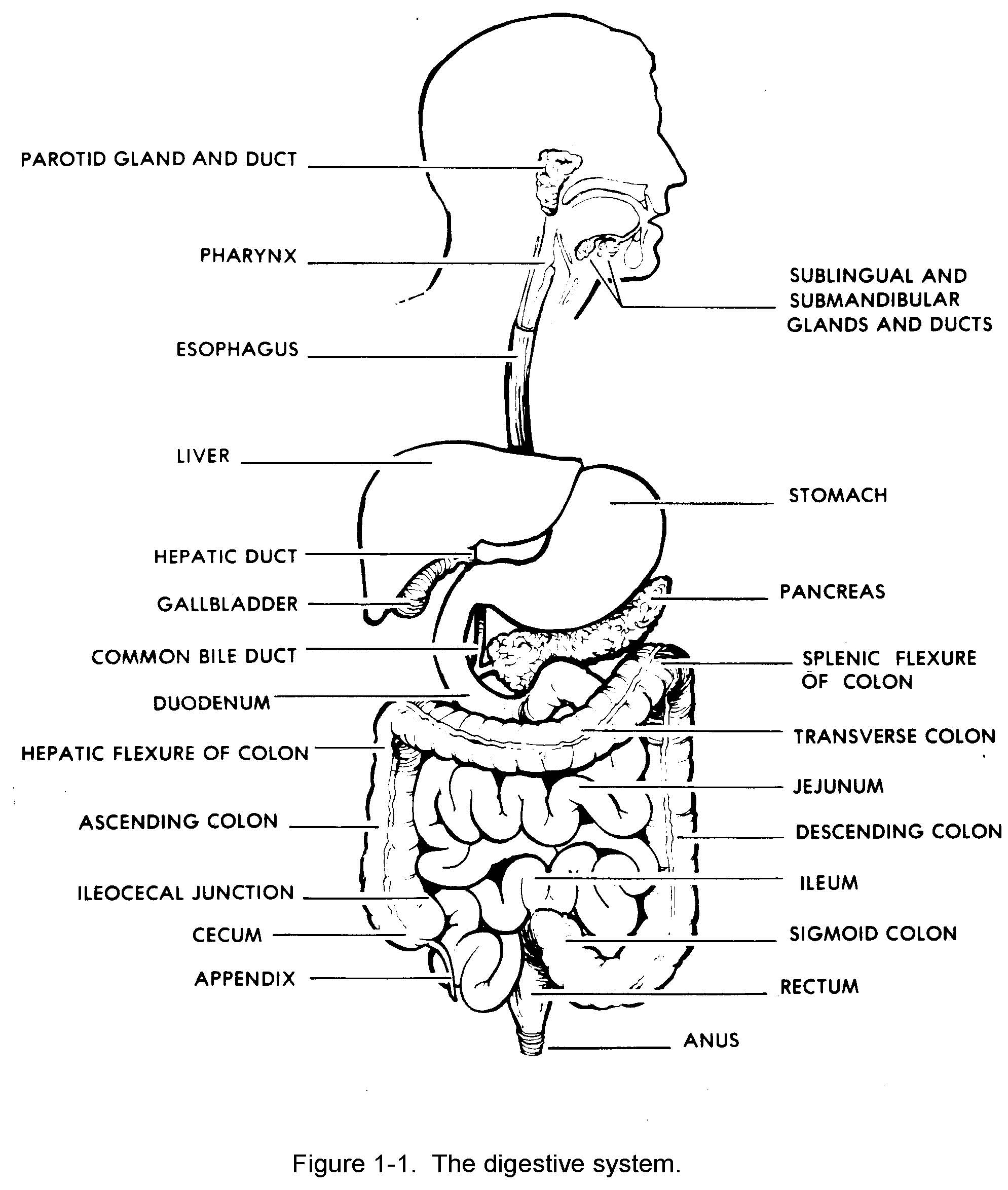 Digestive System Drawing