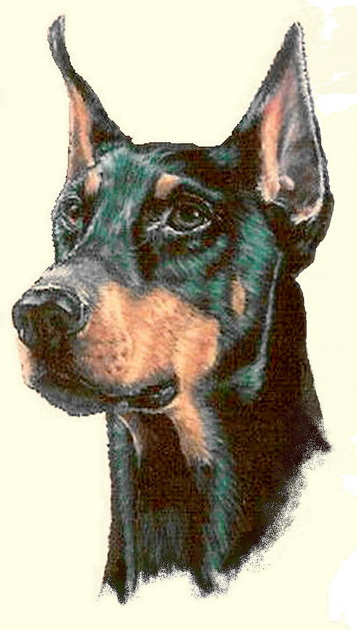 Doberman Drawing Image