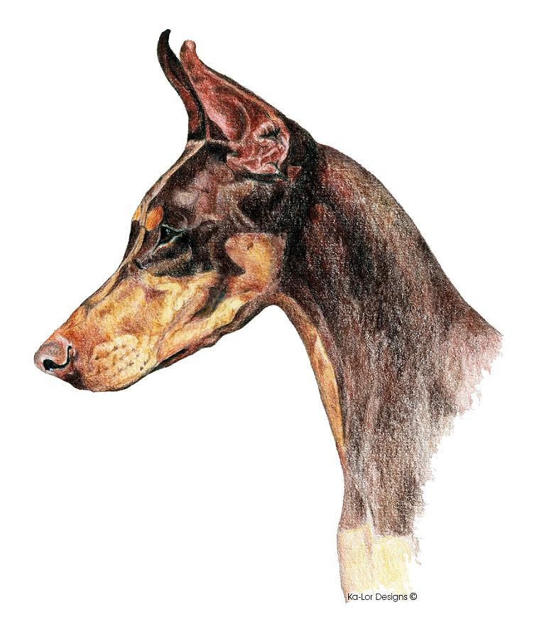 Doberman Drawing Picture