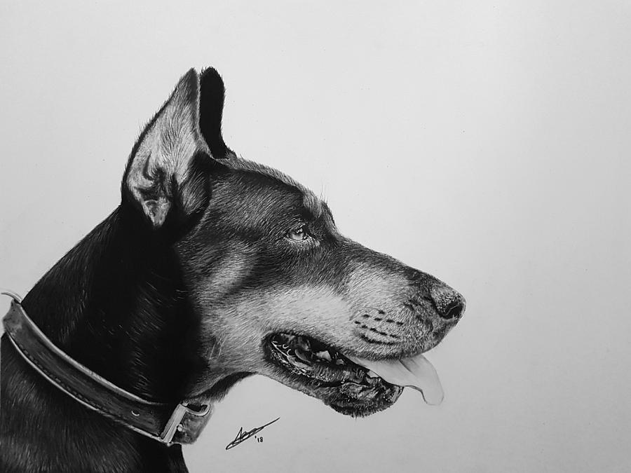 Doberman Drawing Sketch