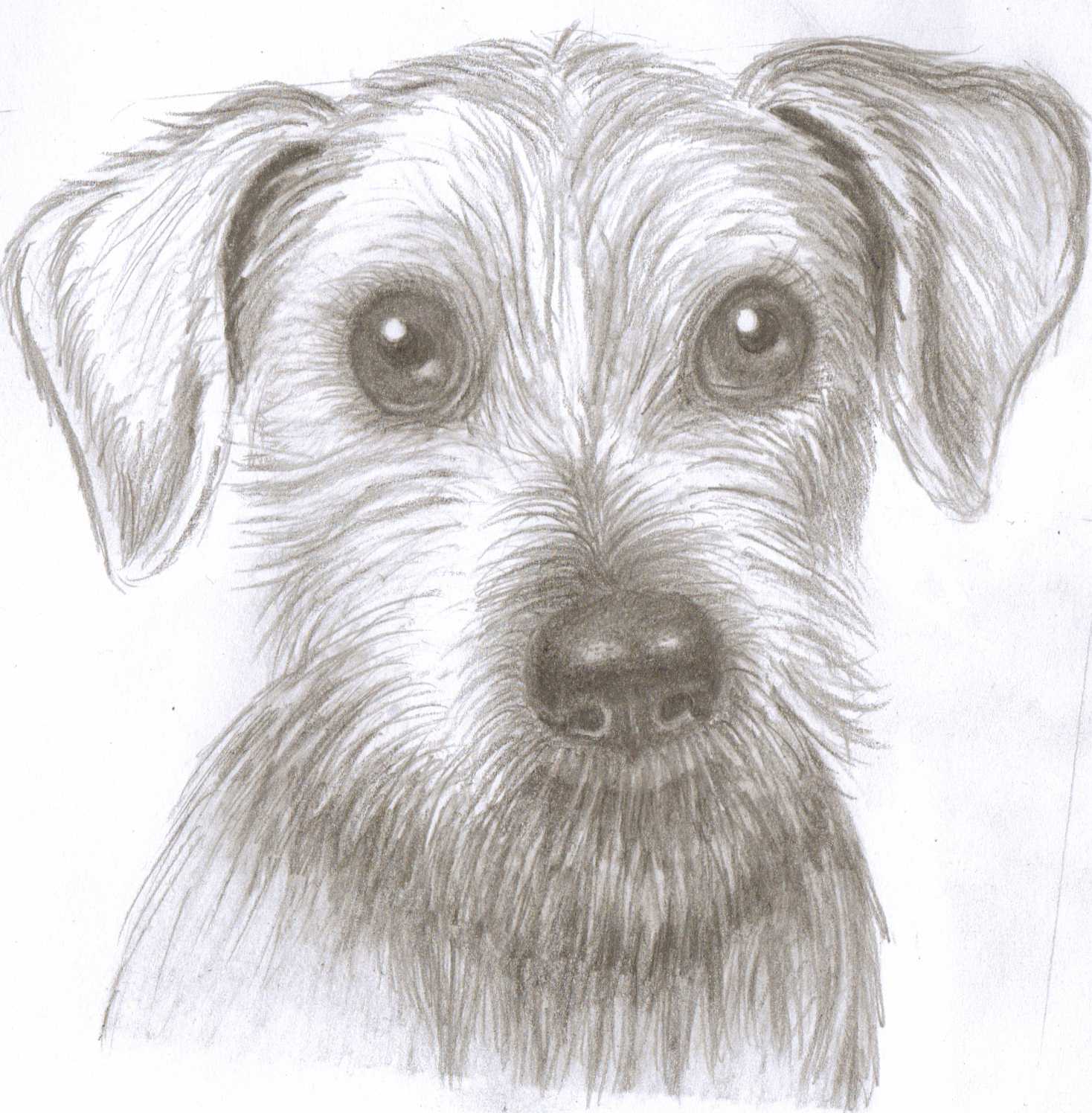 Dog Face Drawing Pic
