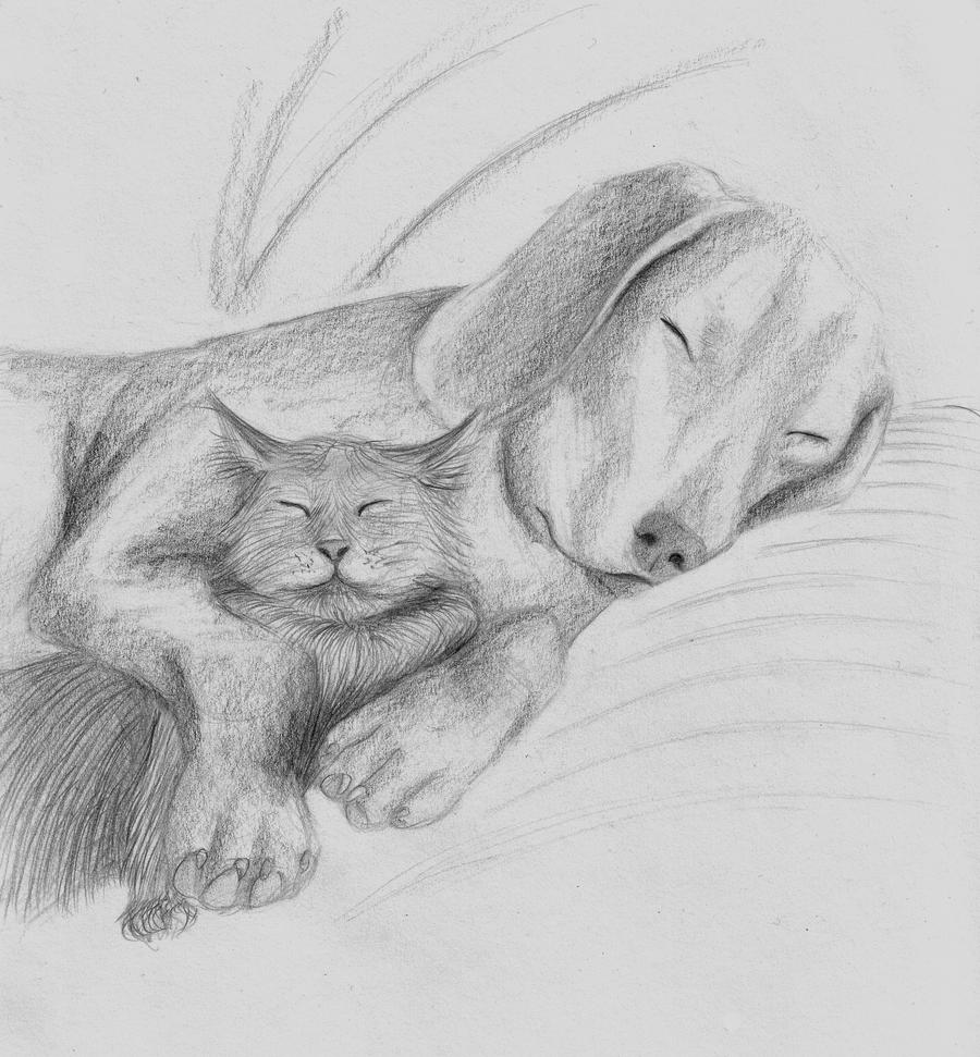 Dog and Cat Drawing Amazing
