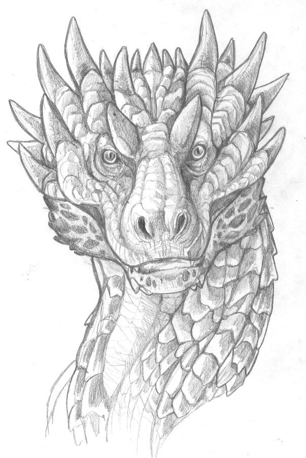 Dragon Face Drawing Pic