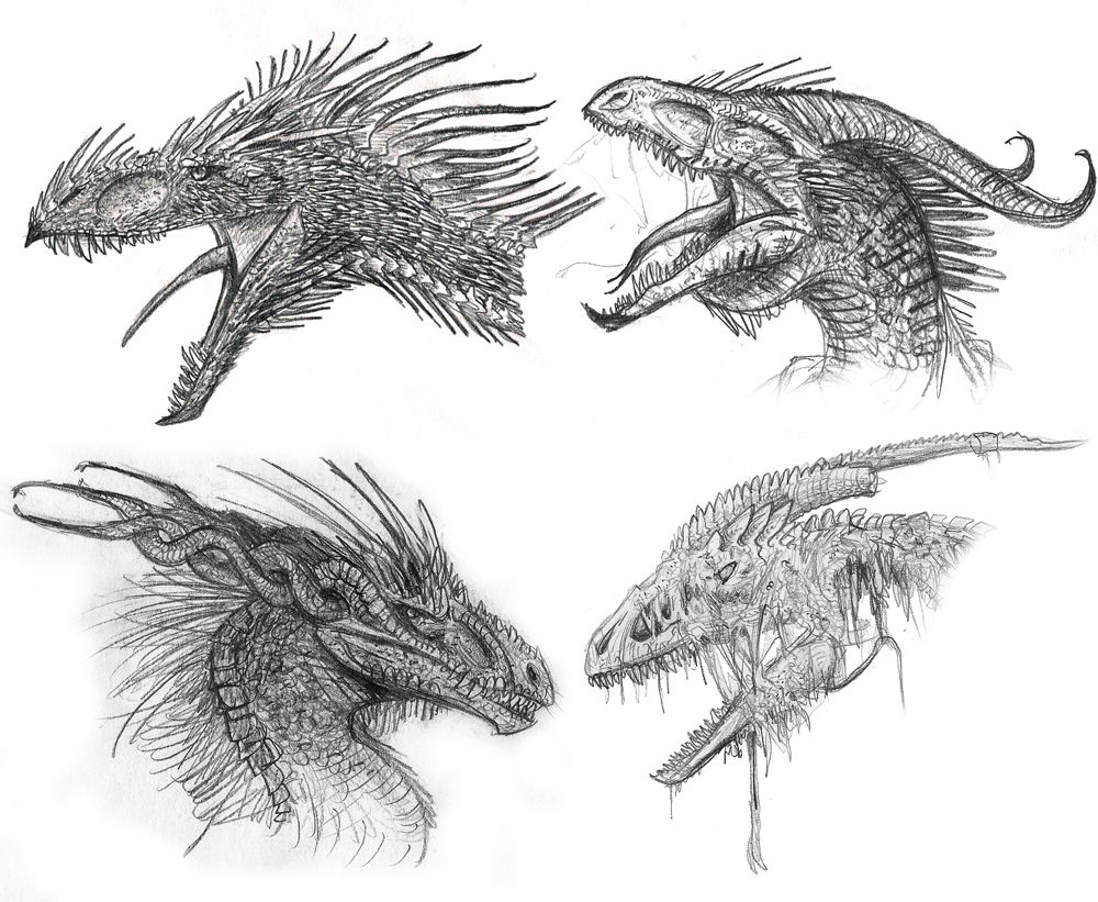 Dragon Face Drawing Pictures