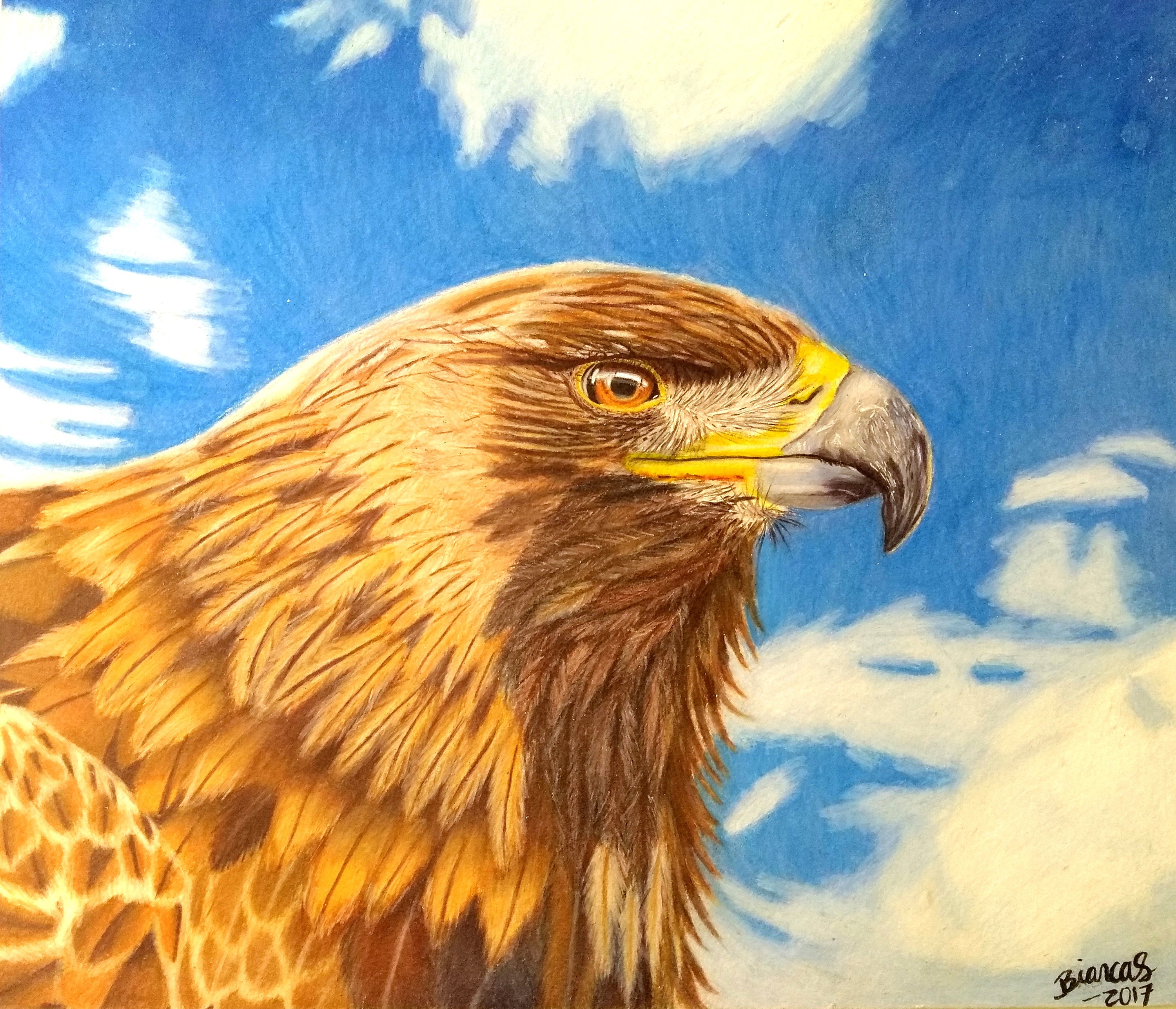 Eagle Drawing Amazing