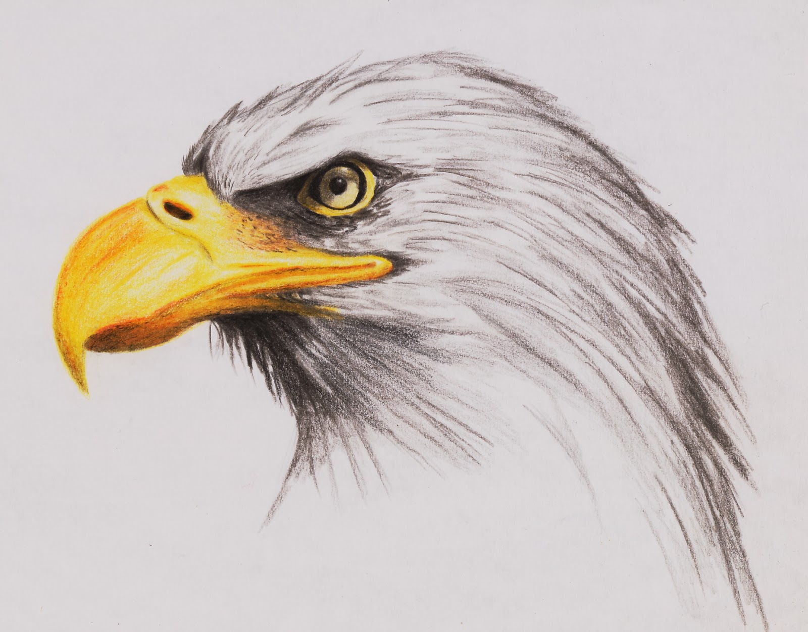 Eagle Drawing High-Quality