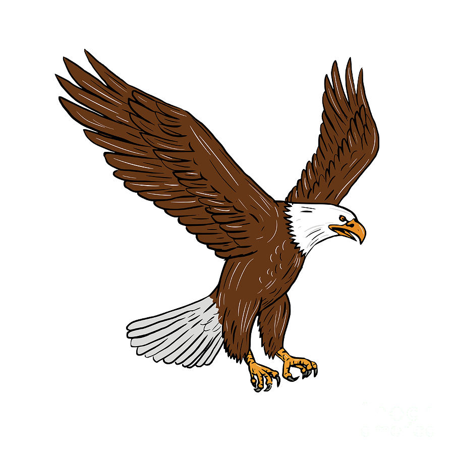 Eagle Drawing Photo