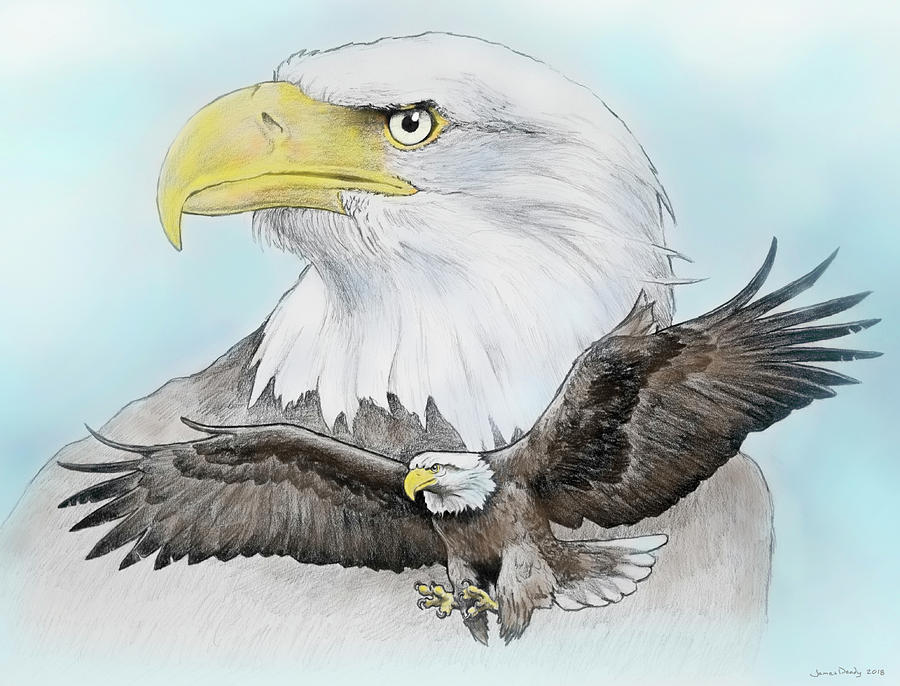 Black and white eagle pencil drawing