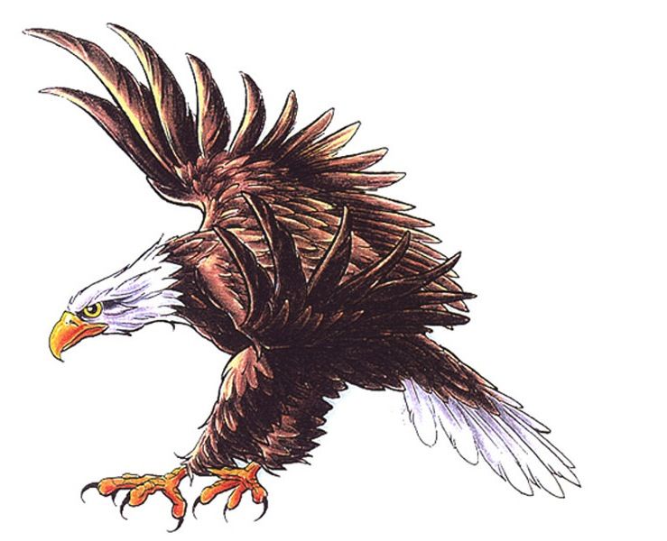 Eagle Flying Drawing Art