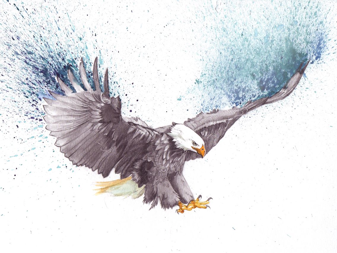 Eagle Flying Drawing Photo