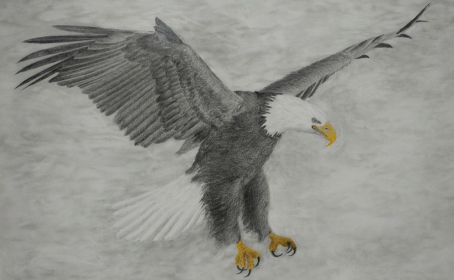Eagle Flying Drawing Pic