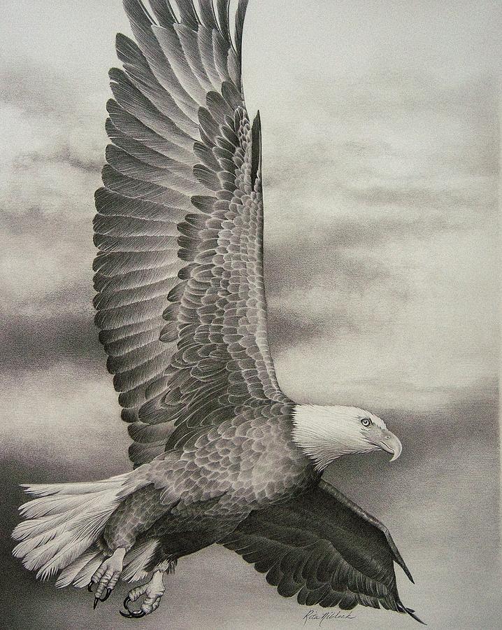 Eagle Flying Drawing Pics