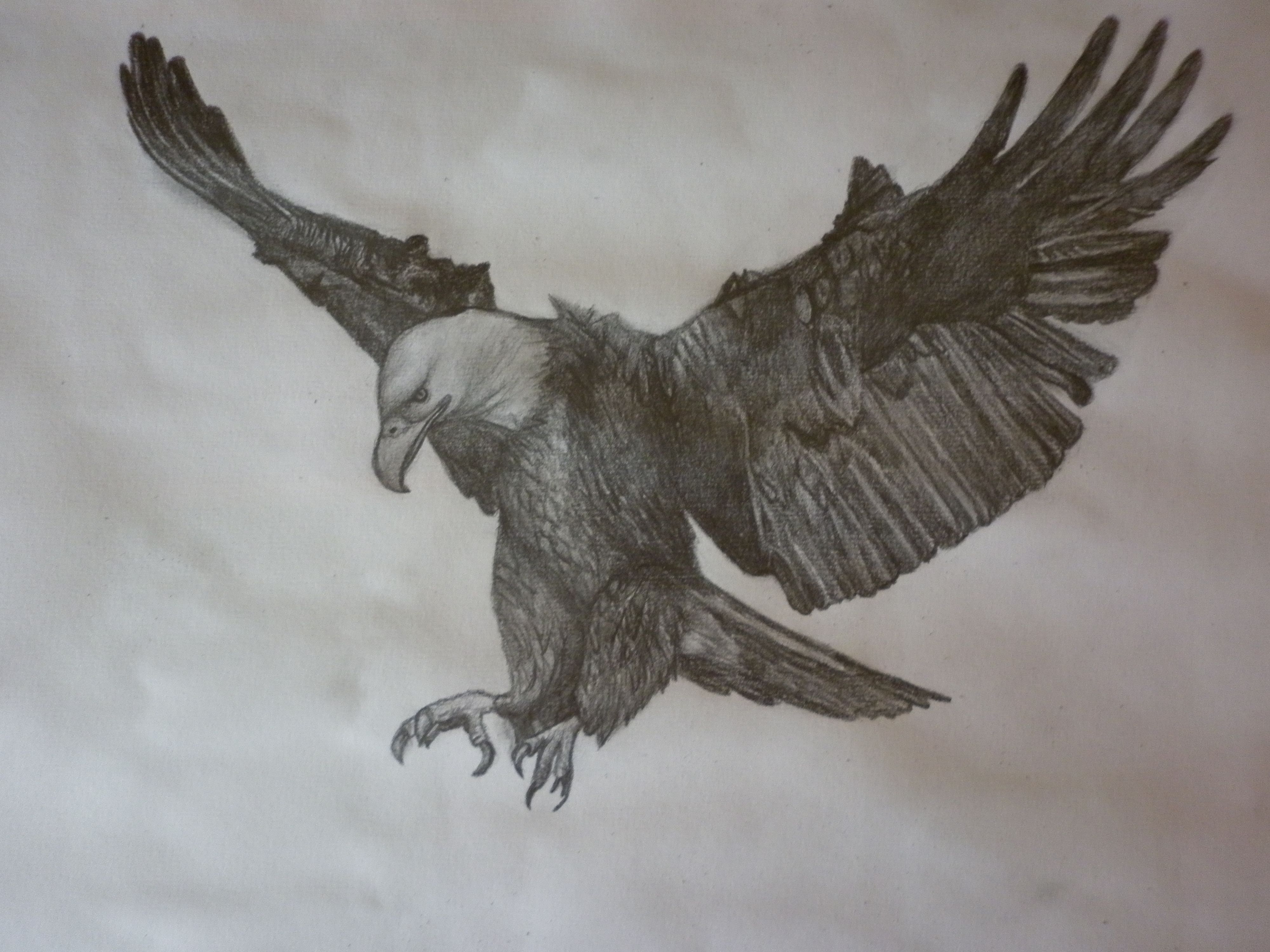 Eagle Flying Drawing Picture