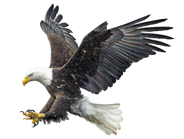 Eagle Flying Drawing Sketch