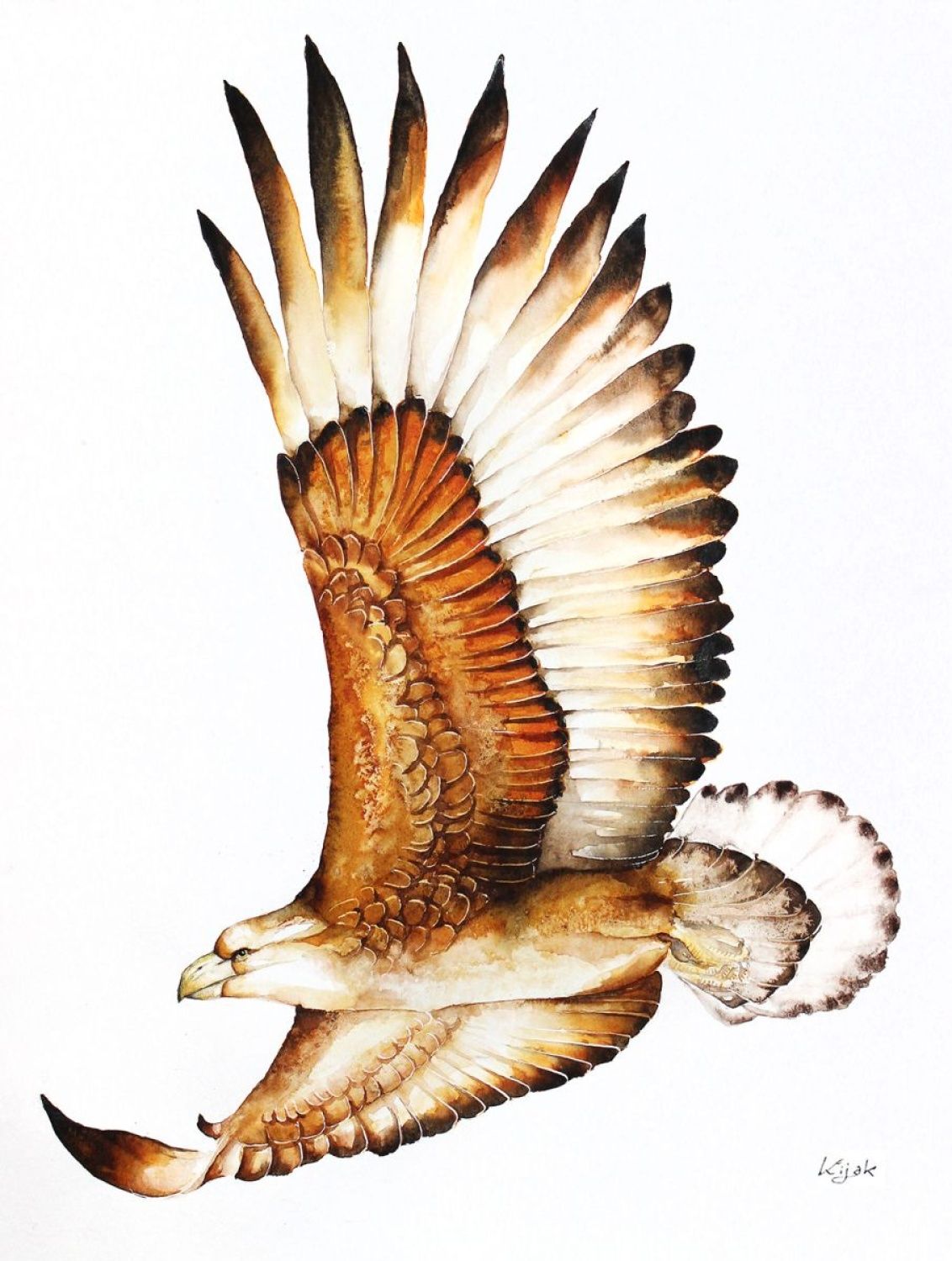 Eagle Flying Drawing