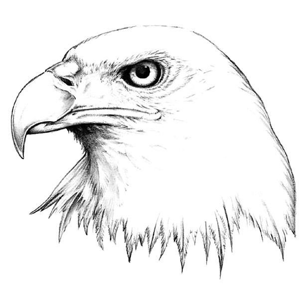 Eagle Head Art Drawing